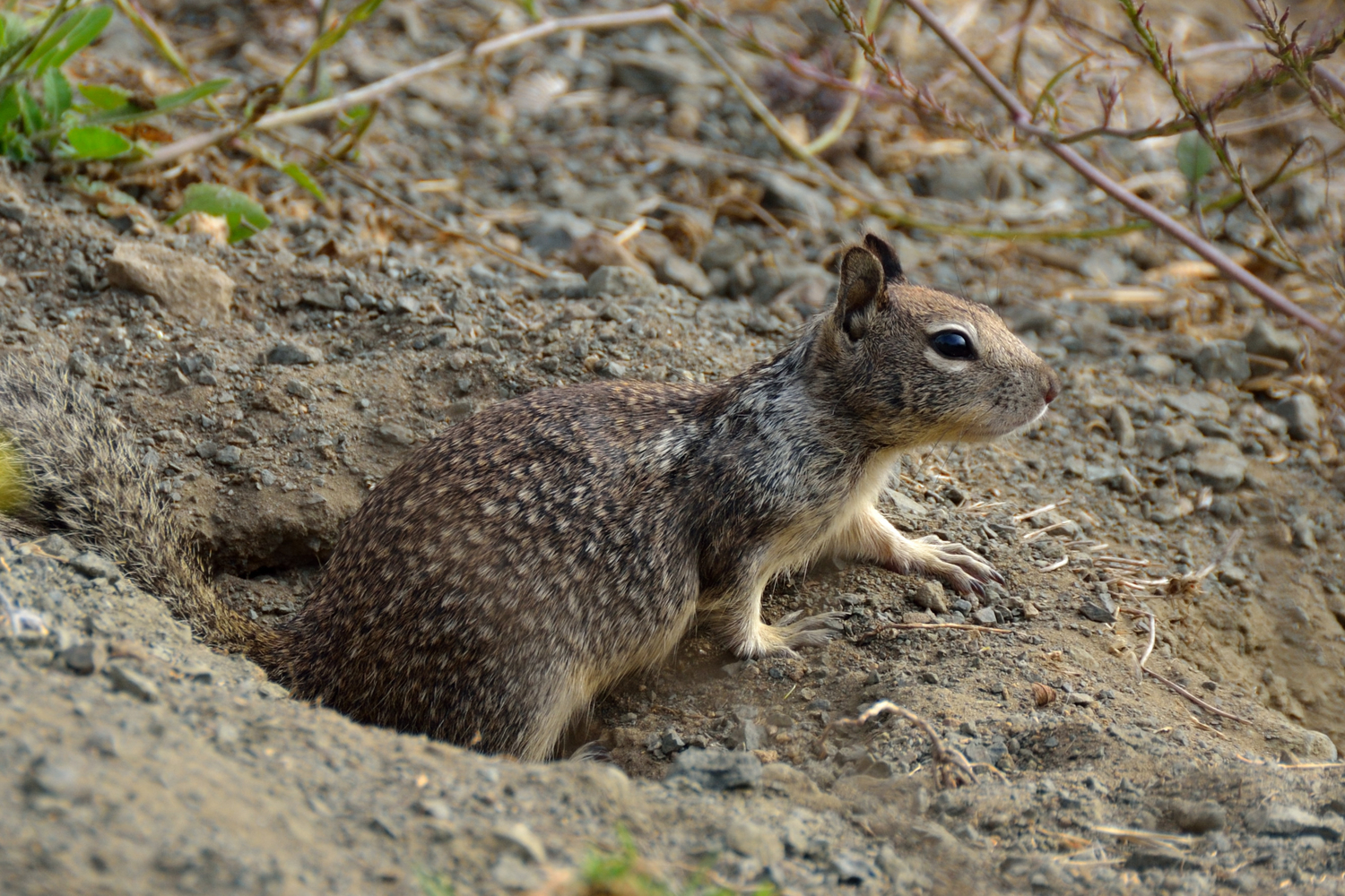 Ground Squirrels: Cute Pests That Pack a Punch