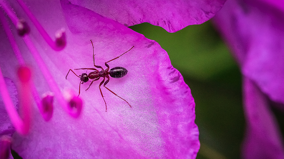 What Attracts Ants to Your Home? by Ekoterra