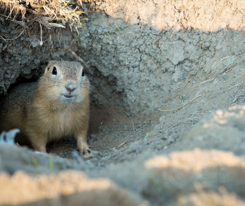Professional Gopher Control: Protecting Your Property with Safe and Effective Solutions